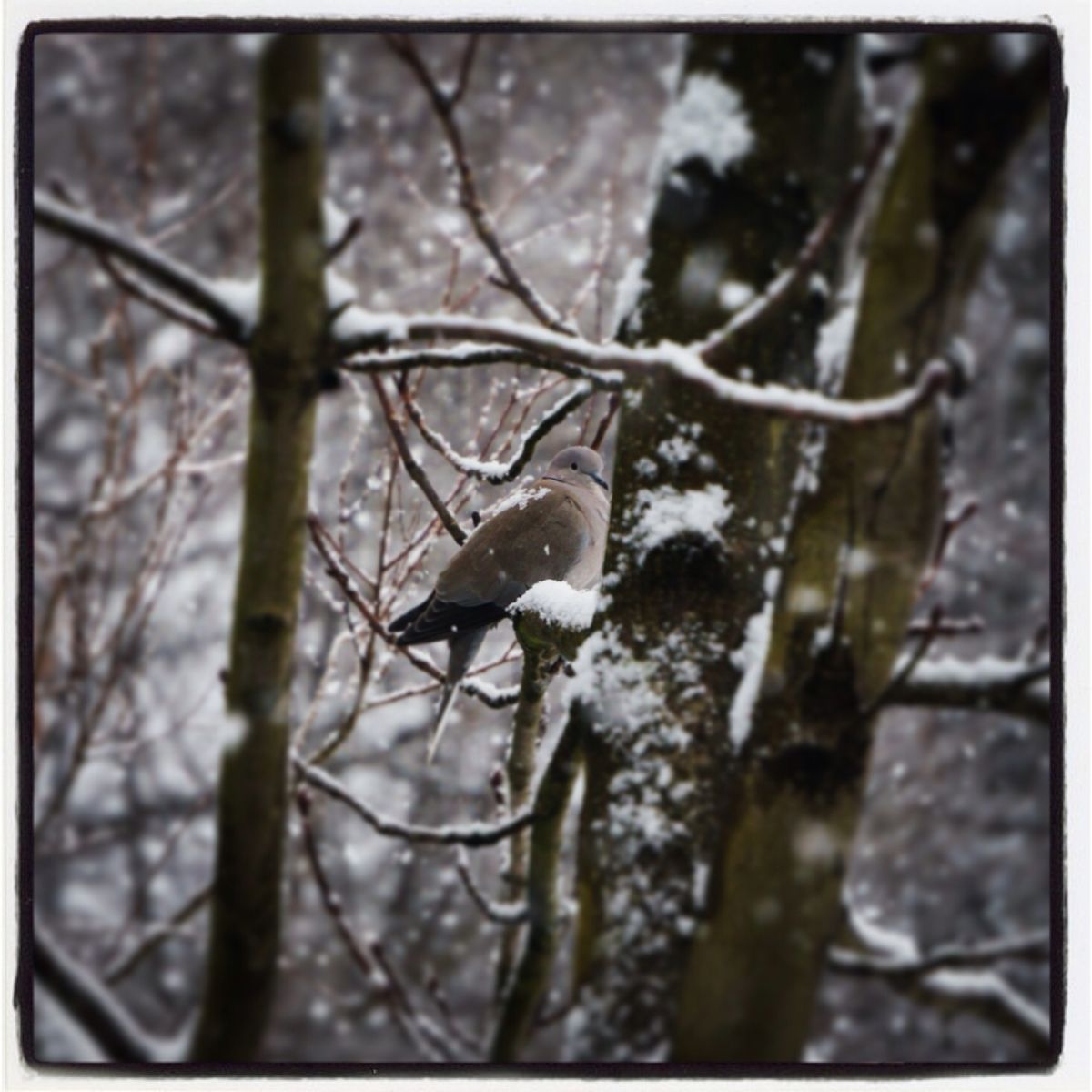 A bird in a winter garden 