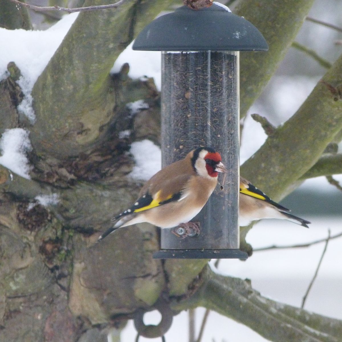 I get up to 13 goldfinches at a time in this apple tree