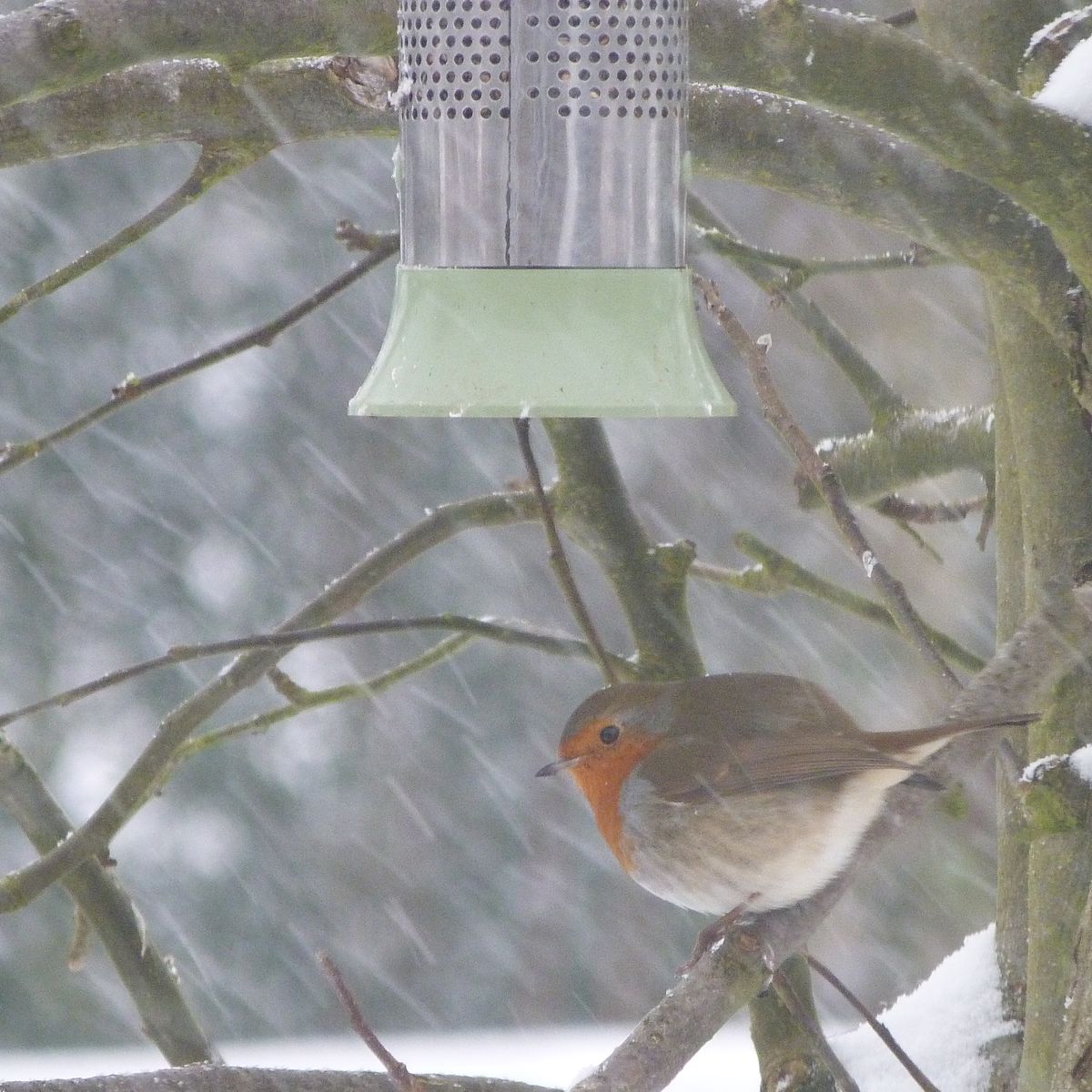 Robin in my front garden, in the snow.