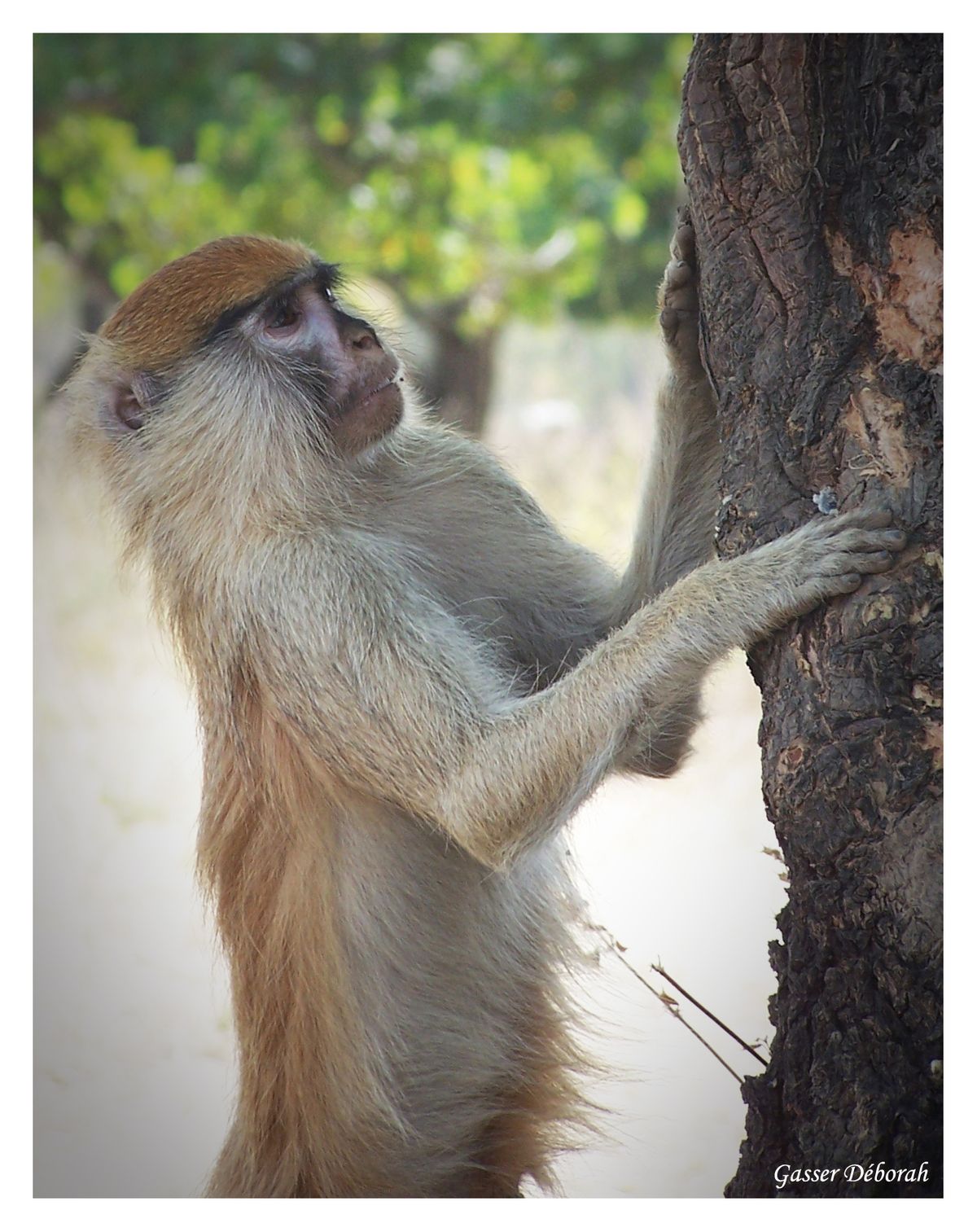 ACETOU, le singe de la maisonée