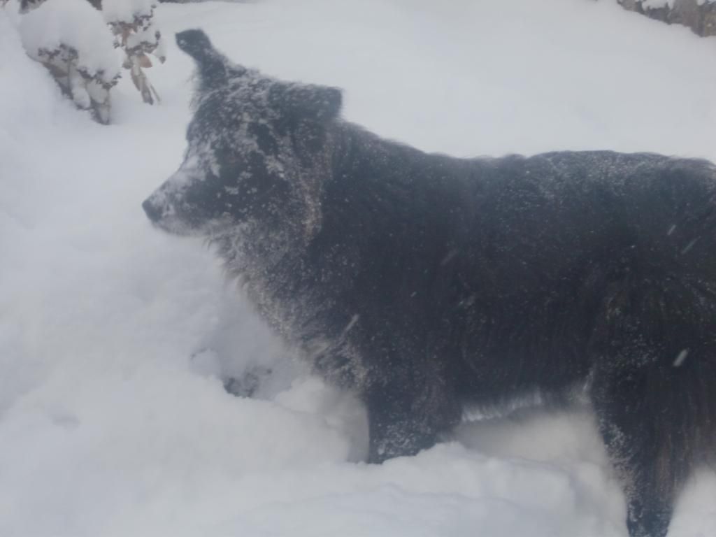 Unser Eddie im Schnee