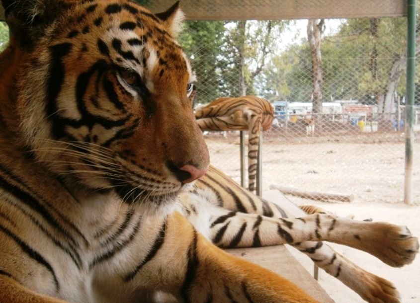 A friendly tiger - Luján Zoo (Argentina)