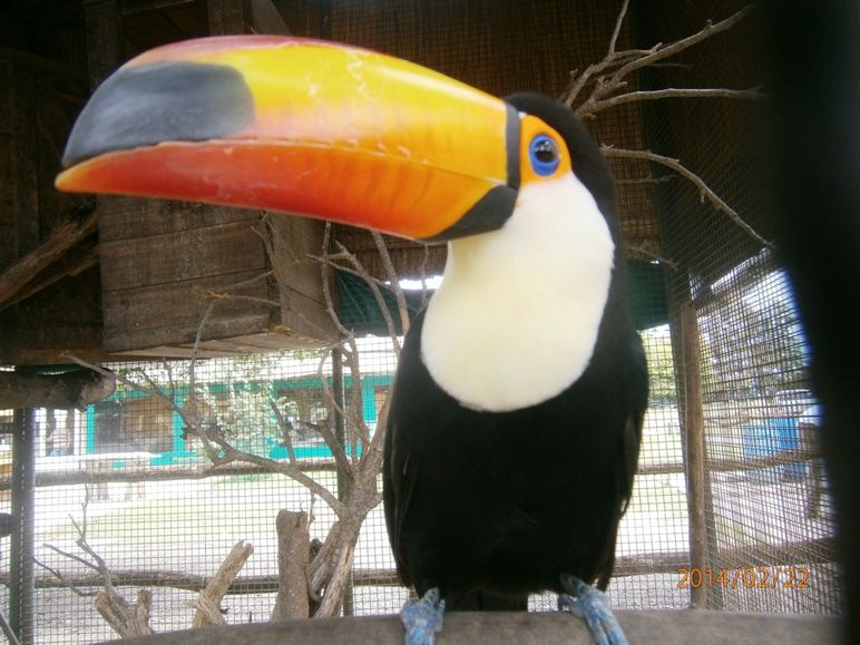 A beautiful toucan at Luján Zoo (Argentina)