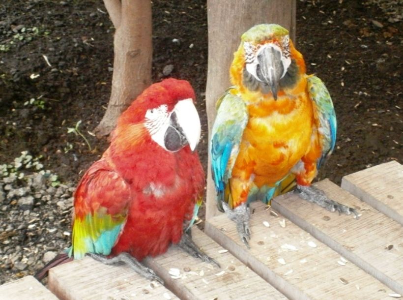 A couple of parrots  - Luján Zoo (Argentina)