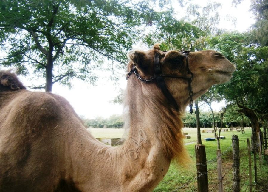 A camel in Lujan Zoo - Argentina