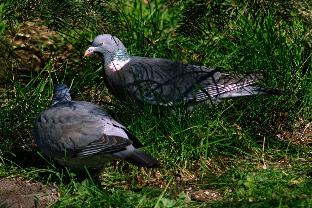 Bild für Forumsbeitrag : https://community.sony.de/t5/termine-treffen-off-topic/im-bann-der-covid-19-pandemie-wildlife-im-garten-und-vor-der/td-p/2753352  ( Diese Aufnahme entstand unter Nutzung des Telekonverter, Kenko 2X Teleplus Pro 300, in APS-C / Super 35mm Modus, mit 900mm / Äquivalent zu 35 mm )