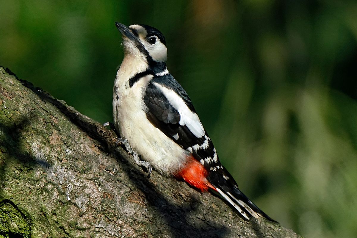 Bild für Forumsbeitrag : "Im Bann der COVID-19 Pandemie, Wildlife im Garten und vor der Haustür ! " ( Diese Aufnahme entstand in APS-C / Super 35mm Modus, mit 900mm / Äquivalent zu 35 mm )