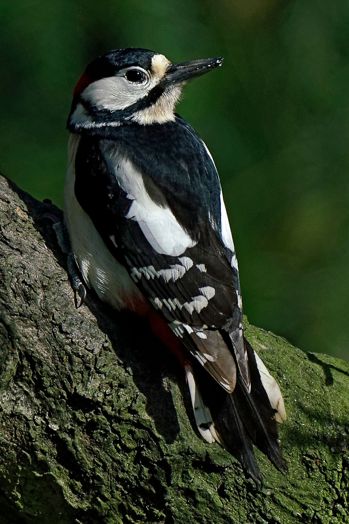 Bild für Forumsbeitrag : "Im Bann der COVID-19 Pandemie, Wildlife im Garten und vor der Haustür ! " ( Diese Aufnahme entstand in APS-C / Super 35mm Modus, mit 900mm / Äquivalent zu 35 mm )