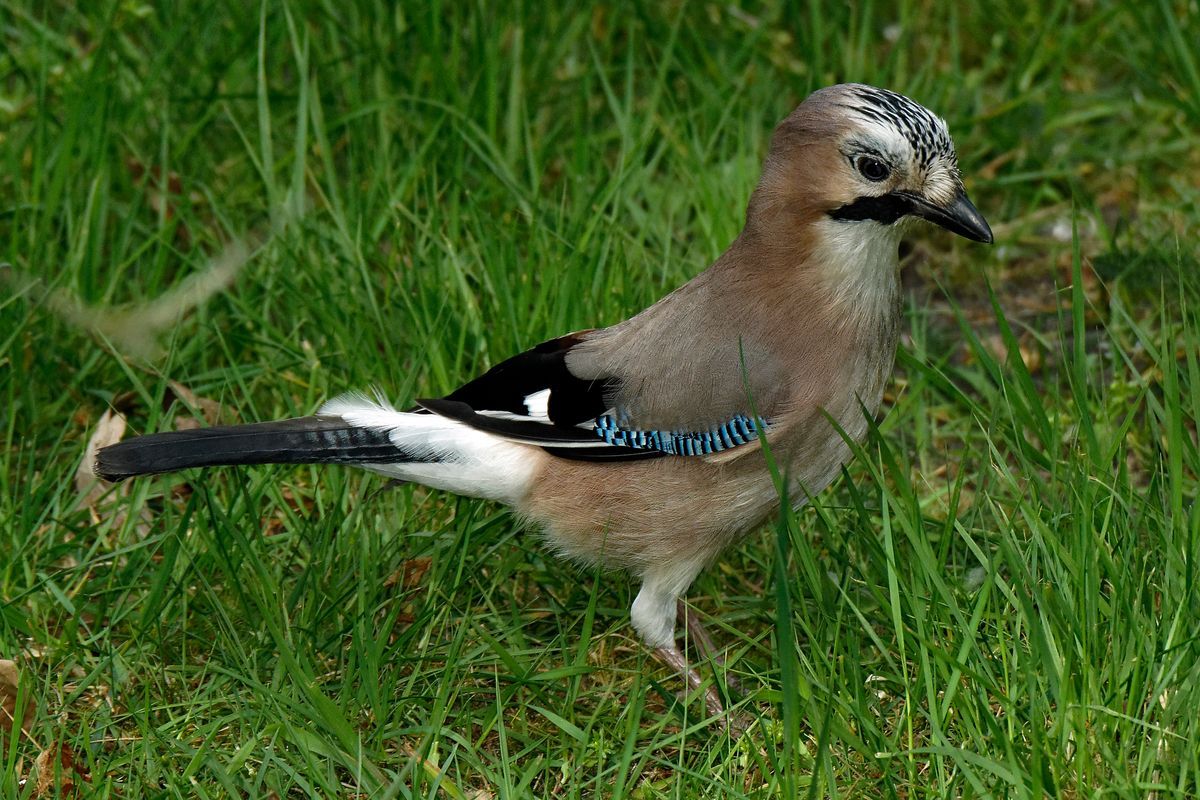 Weitere Infos in Forumsbeitrag : https://community.sony.de/t5/termine-treffen-off-topic/im-bann-der-covid-19-pandemie-wildlife-im-garten-und-vor-der/td-p/2753352