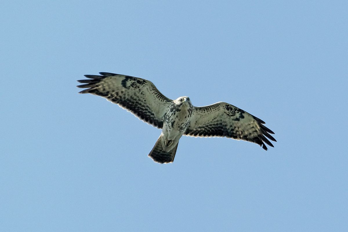 Der Wissenschaftliche Name lautet : ( Buteo buteo )