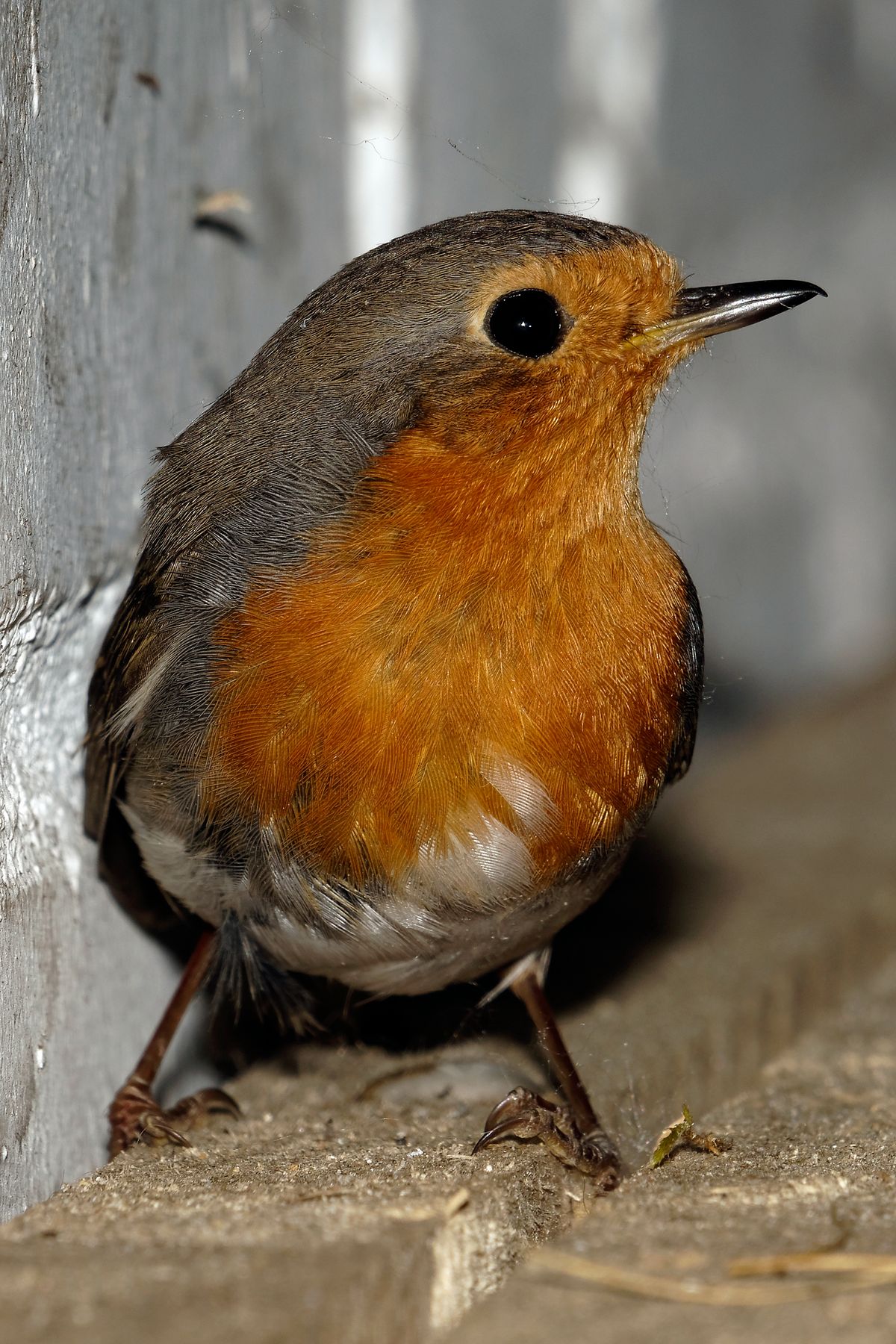 Der Wissenschaftlicher Name lautet : (Erithacus rubecula)