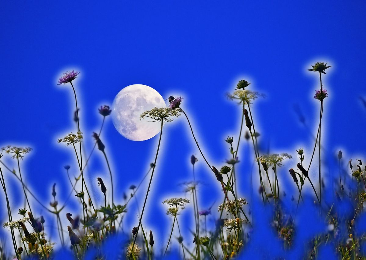 Wiesenkräuter im Mondlicht