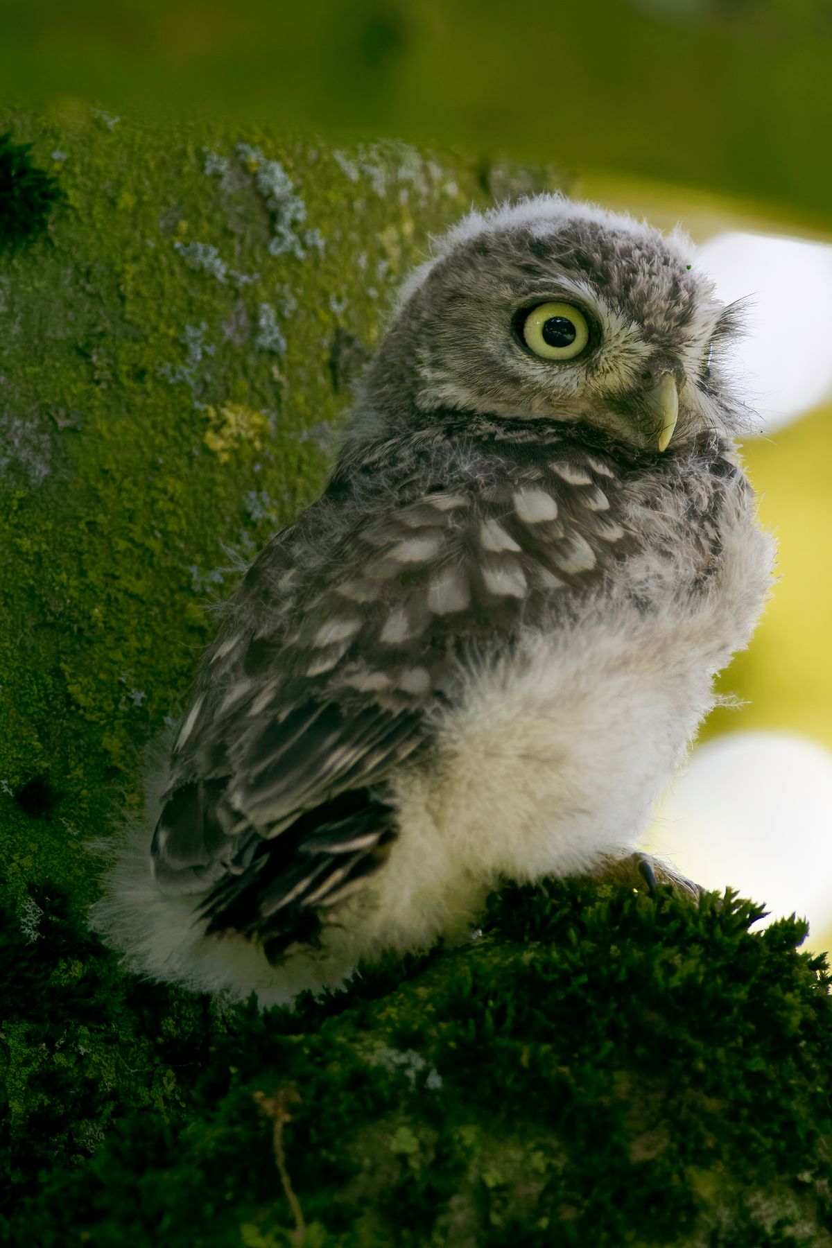 Der Steinkauz wurde 1972 zum Vogel des Jahres in Deutschland gekürt. In Bild einer von zwei Nestflüchter, die bei uns groß geworden sind.