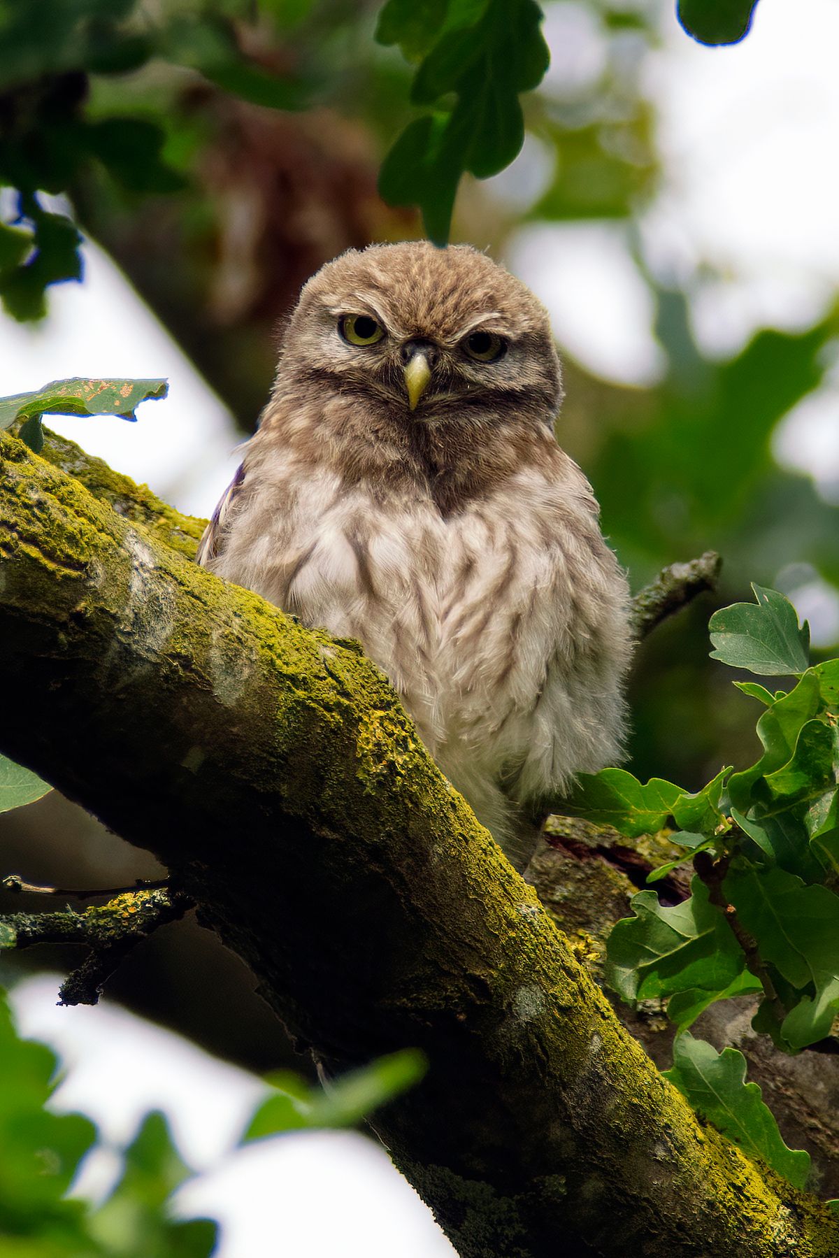 Der Steinkauz wurde 2021 zum Vogel des Jahres in der Schweiz gekürt. In Bild einer von zwei Jungvögel, die bei uns groß geworden sind.