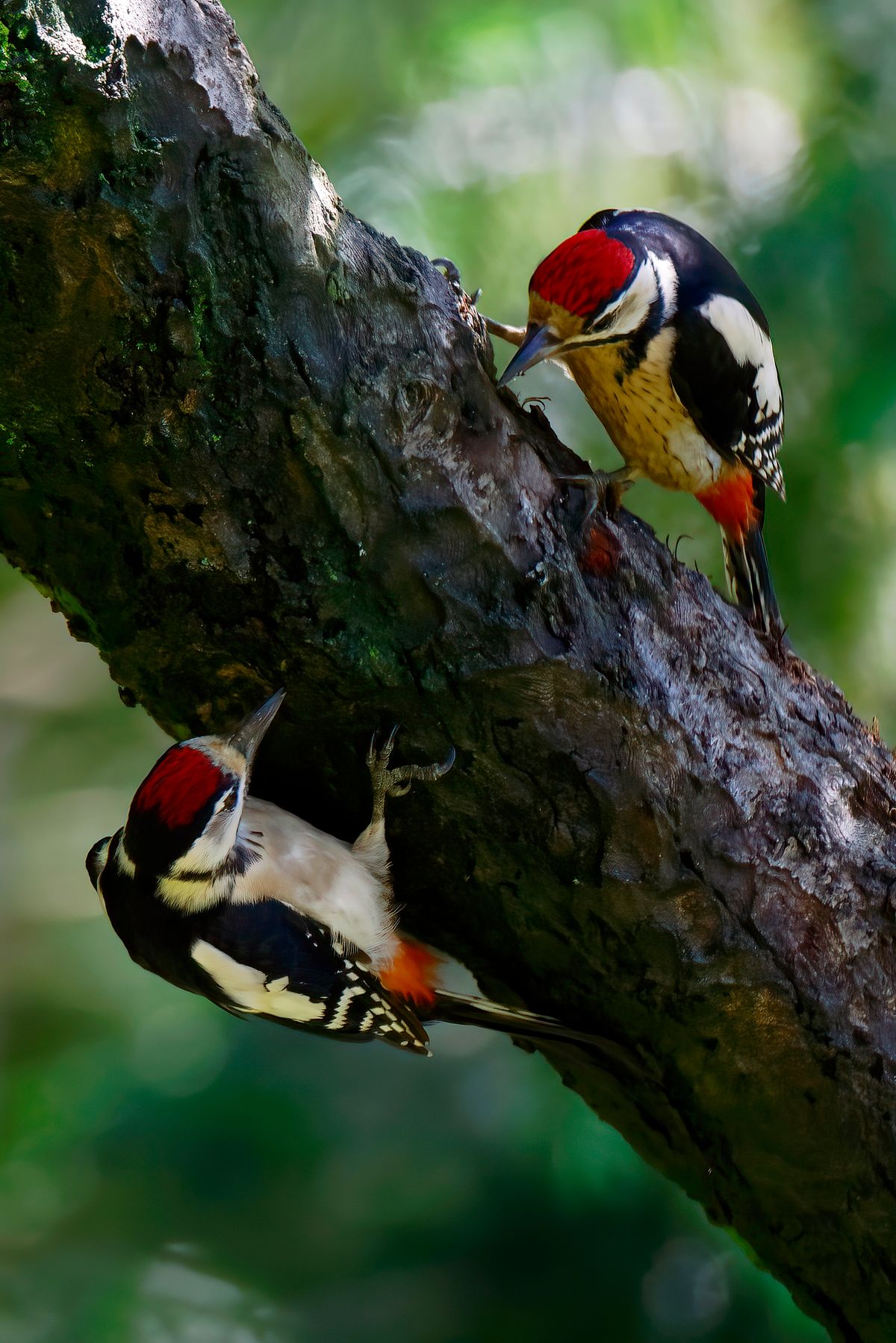 Zwei Buntspechte auf einen Streich ! Das Bild wurde in APS-C Modus mit einer Alpha α99II und angesetzten Tamron SP 150-600mm bei 600mm aufgenommen. ( Entspricht eine Äquivalenten Brennweite von 900mm.