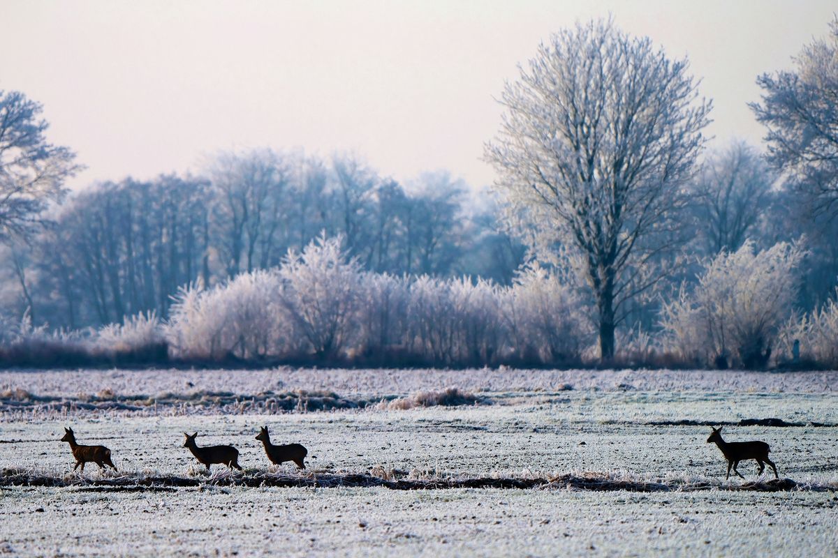 "Ein Sprung" von vier Ricken ( weibliche Rehe ) sind in winterlichen Outback von Schapen unterwegs. ( Leider bewegten sich die Tiere in Gegenlicht! )