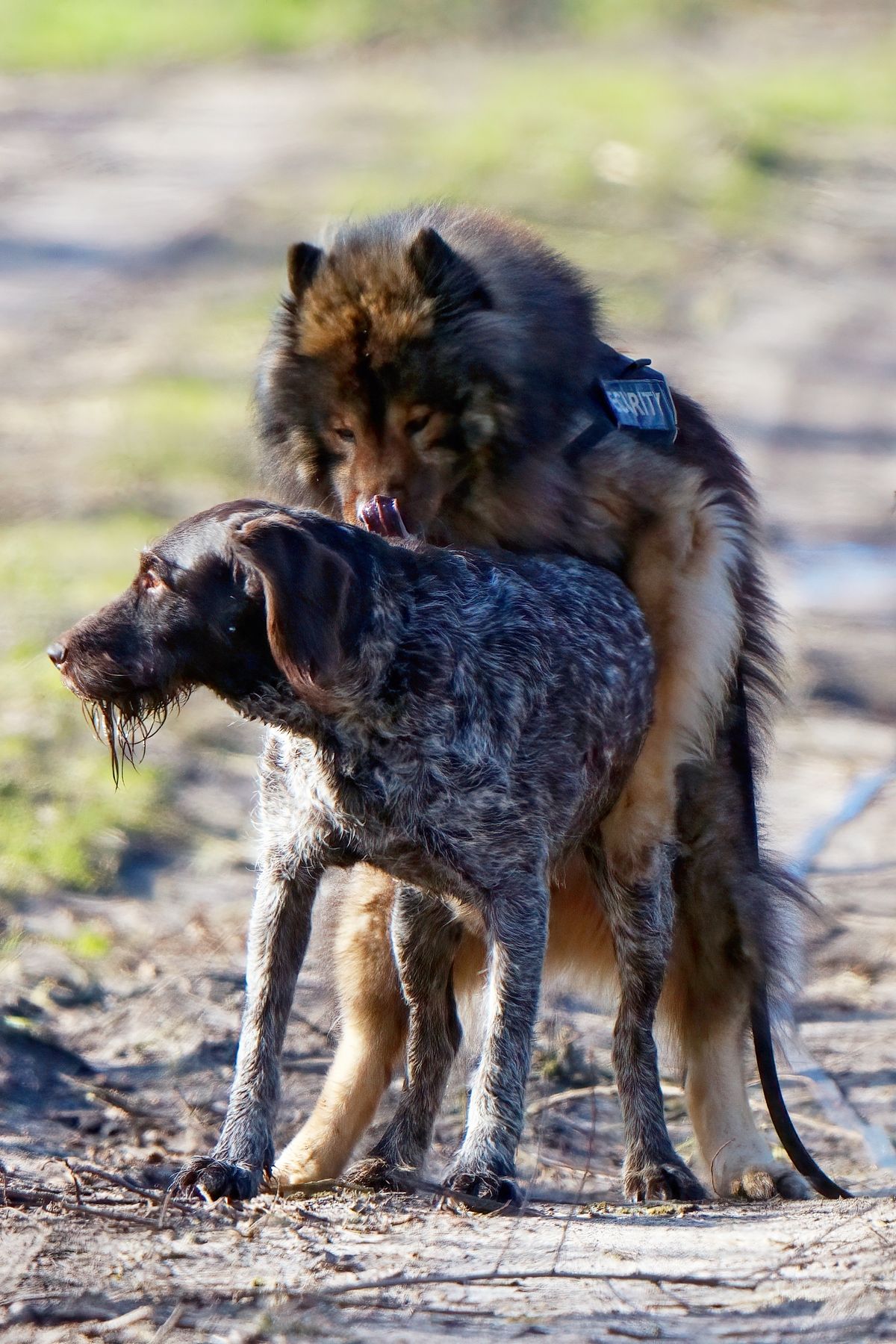 Lola & Cayro machen Liebe !