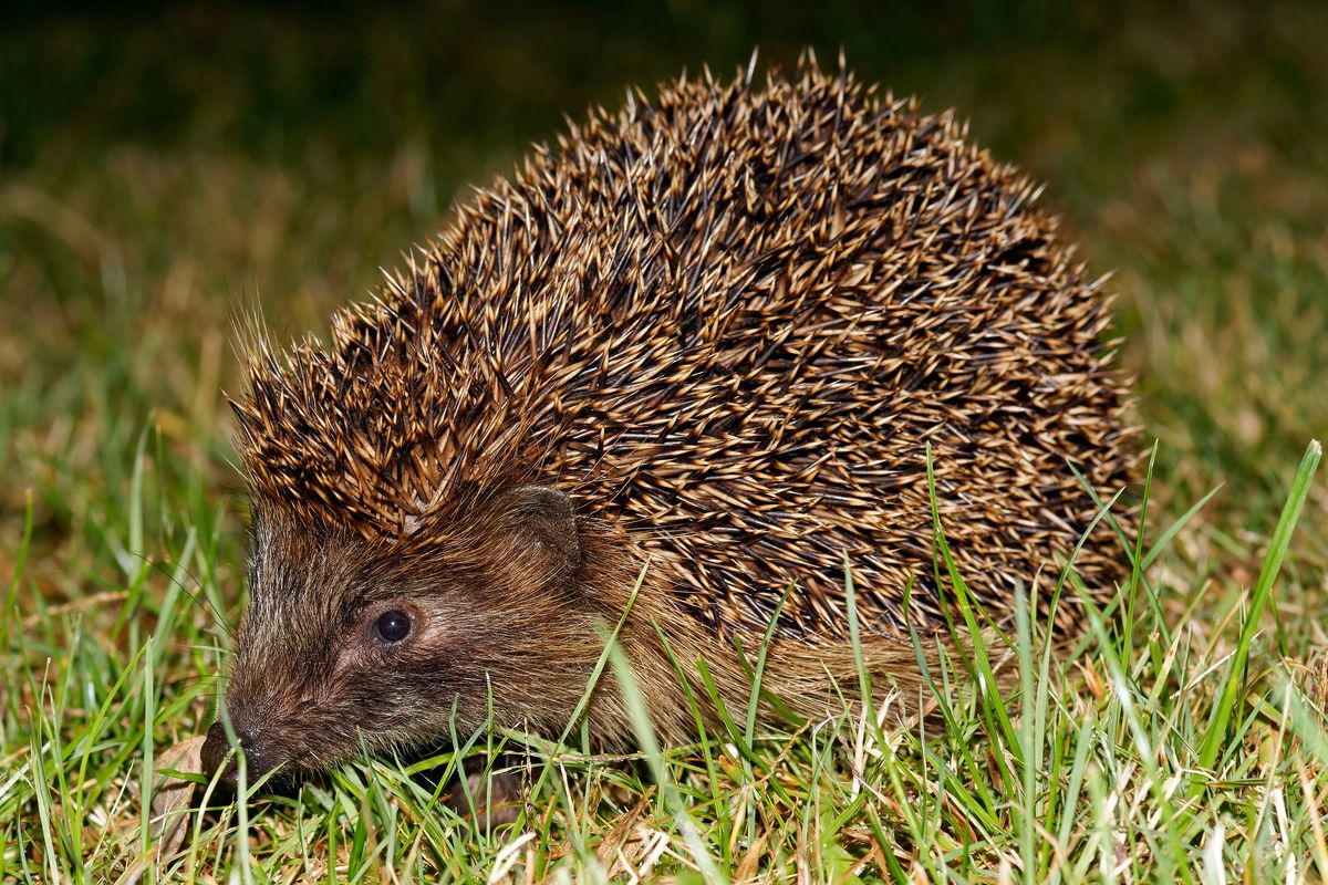 Kurz vor Mitternacht, ein Igel zu Besuch in unsern Garten.