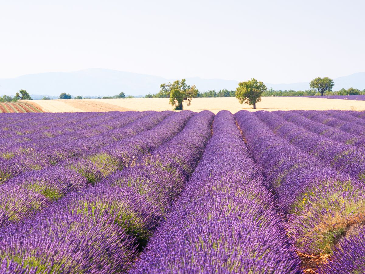 Lavender rows