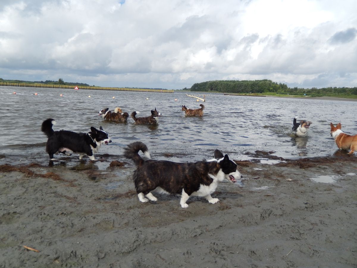 Corgi's in het water